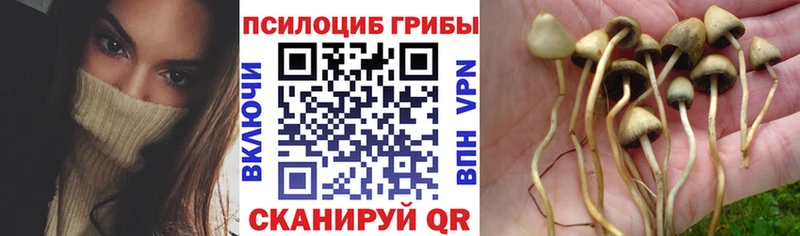 Псилоцибиновые грибы Psilocybine cubensis  Купить где  Нязепетровск 